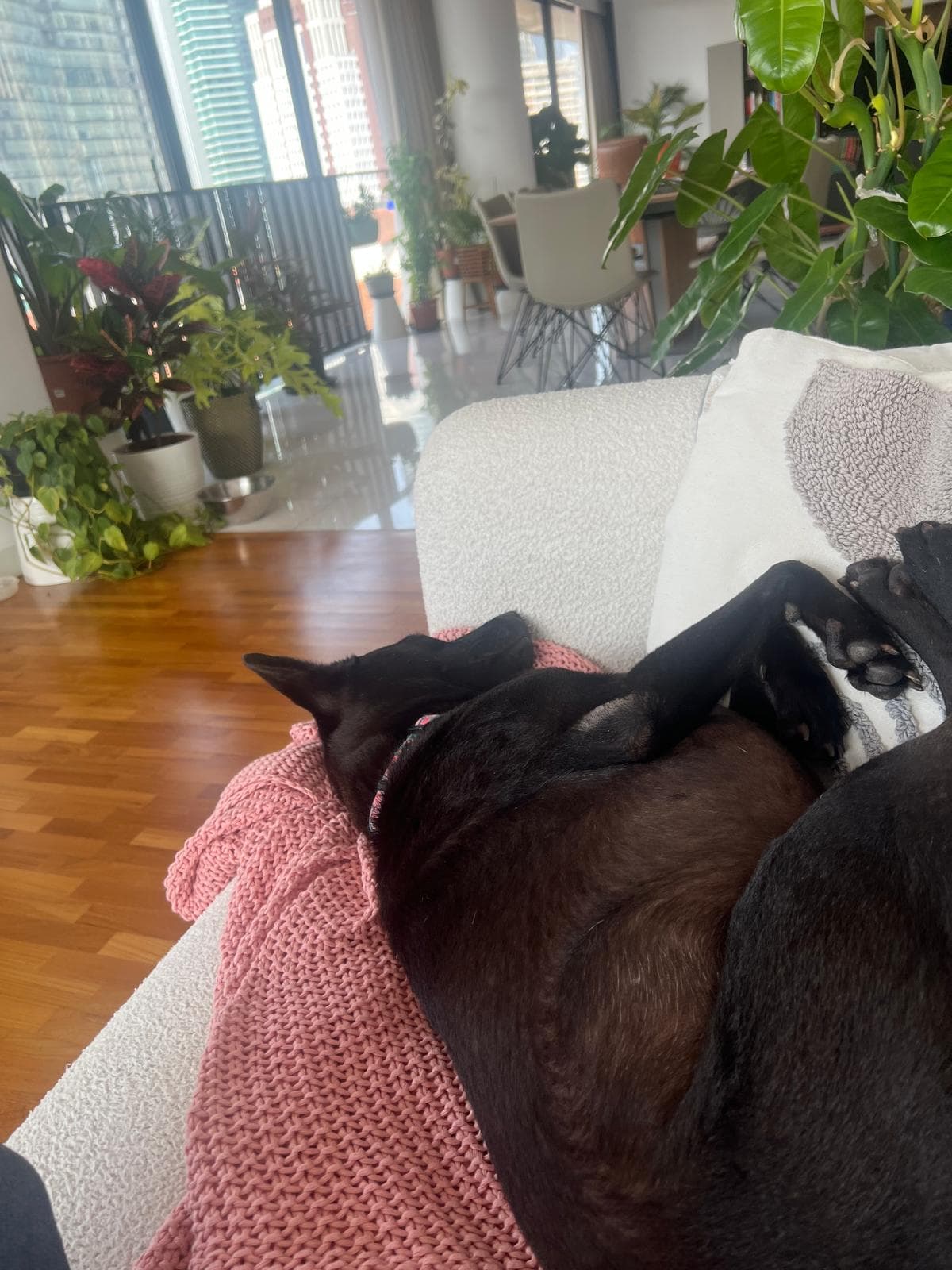Noa resting safely at home on the couch